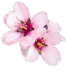 almond-flower
