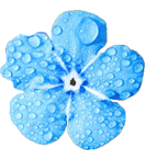 blaue-blume-msc